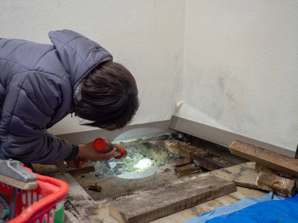 Best Black Mold Removal  in Galls, IN