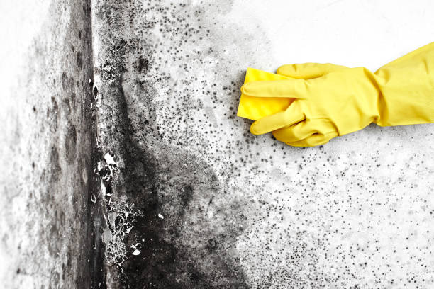 Best Real Estate Mold Inspection  in Galls, IN