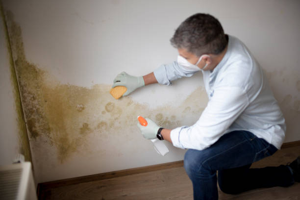 Best Mold Removal for HVAC Installations  in Galls, IN