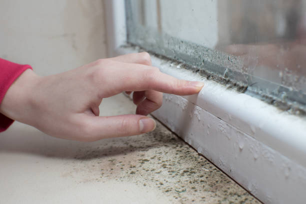 Mold Removal for HVAC Installations in Ingalls, IN